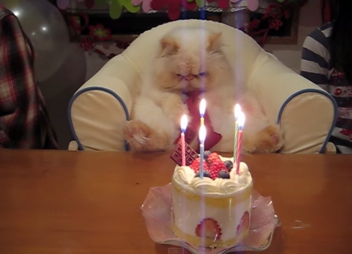 cat-birthday.jpg.