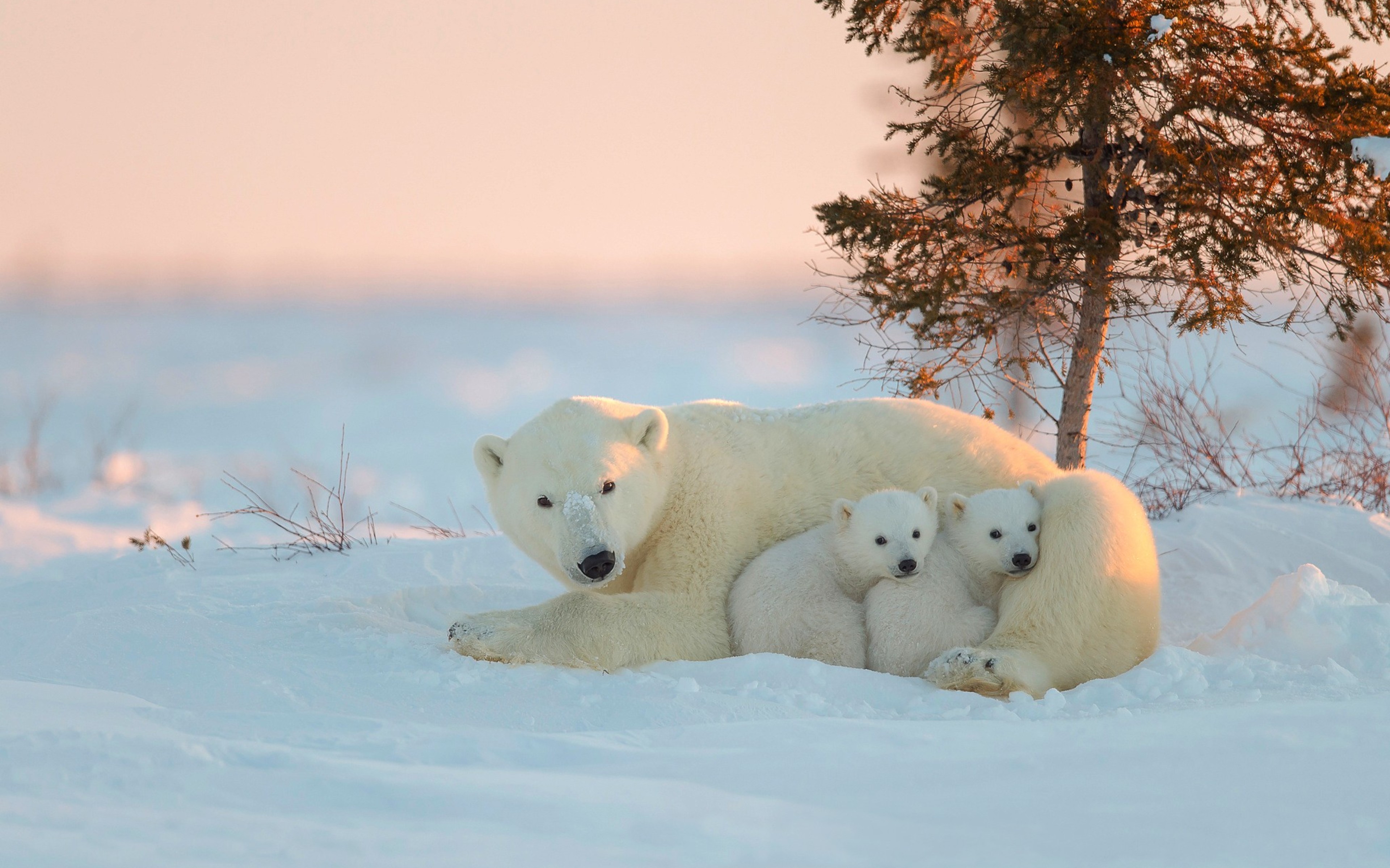 Буран и медвежата. Белый медведь. Белый медведь с медвежатами. Северные животные. Животные Северного полюса.