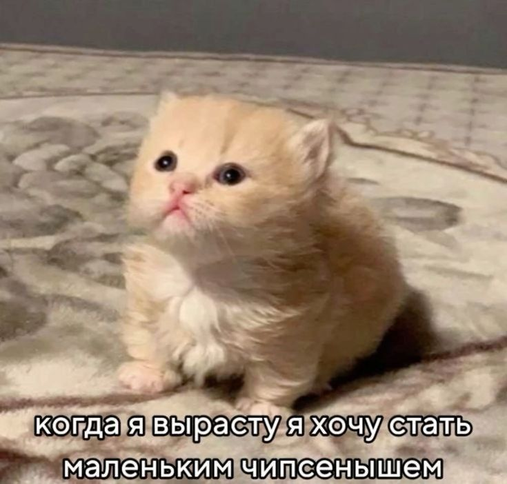 1781288932584.png