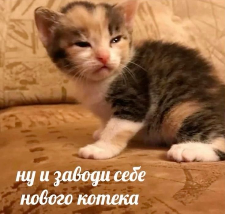 1781455030310.png