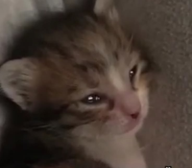 1782399753822.png